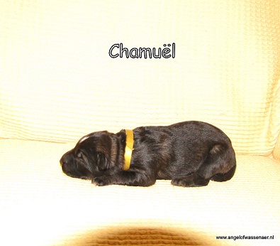 Chamuël